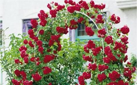 Размножение плетистой розы черенками