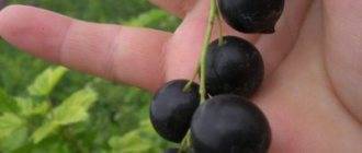 Сорт чёрной смородины чёрный жемчуг: урожайность, вкусовые качества