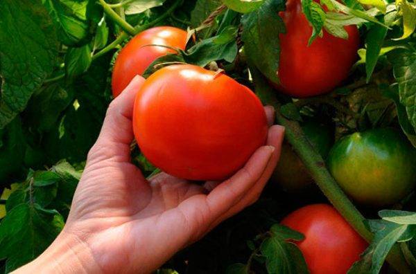 Лучшие сорта помидоров для подмосковья в теплицах: урожайные томаты как сажать, популярное выращивание и отзывы