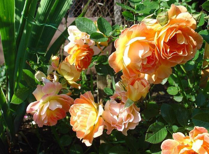 Почвопокровные розы цветущие все лето | красивый дом и сад