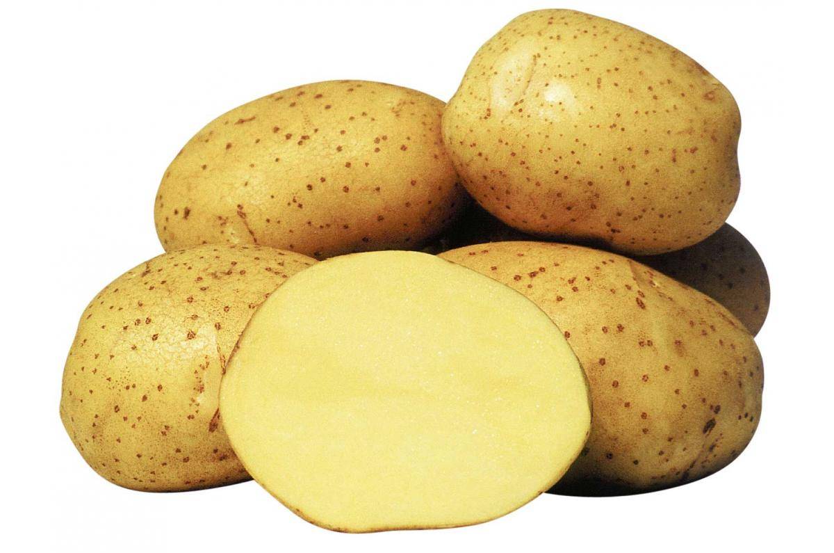 Сорт картофеля ривьера: характеристика и описание, посадка и уход
