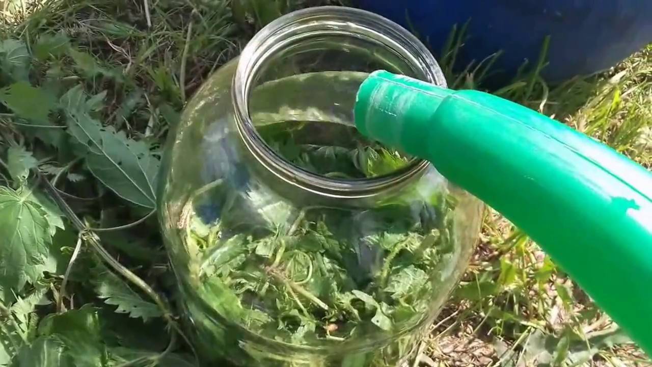 Зеленое удобрение из крапивы для растений: как его приготовить и применять?