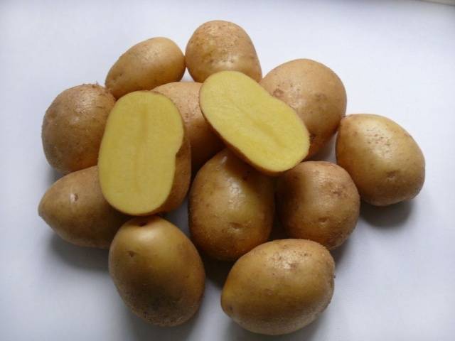 Описание картофеля молли