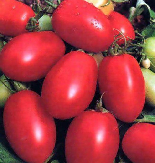 Необыкновенный томат земляк: отзывы, описание и 30 фото