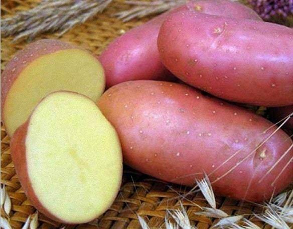 Все о скороспелом сорте картофеля колетте: описание и фото, выращивание, уход и другие нюансы