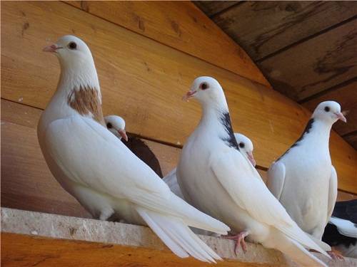 Мясные голуби: породы голубей для употребления в пищу