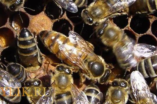 Семья - трутовка | практическое пчеловодство