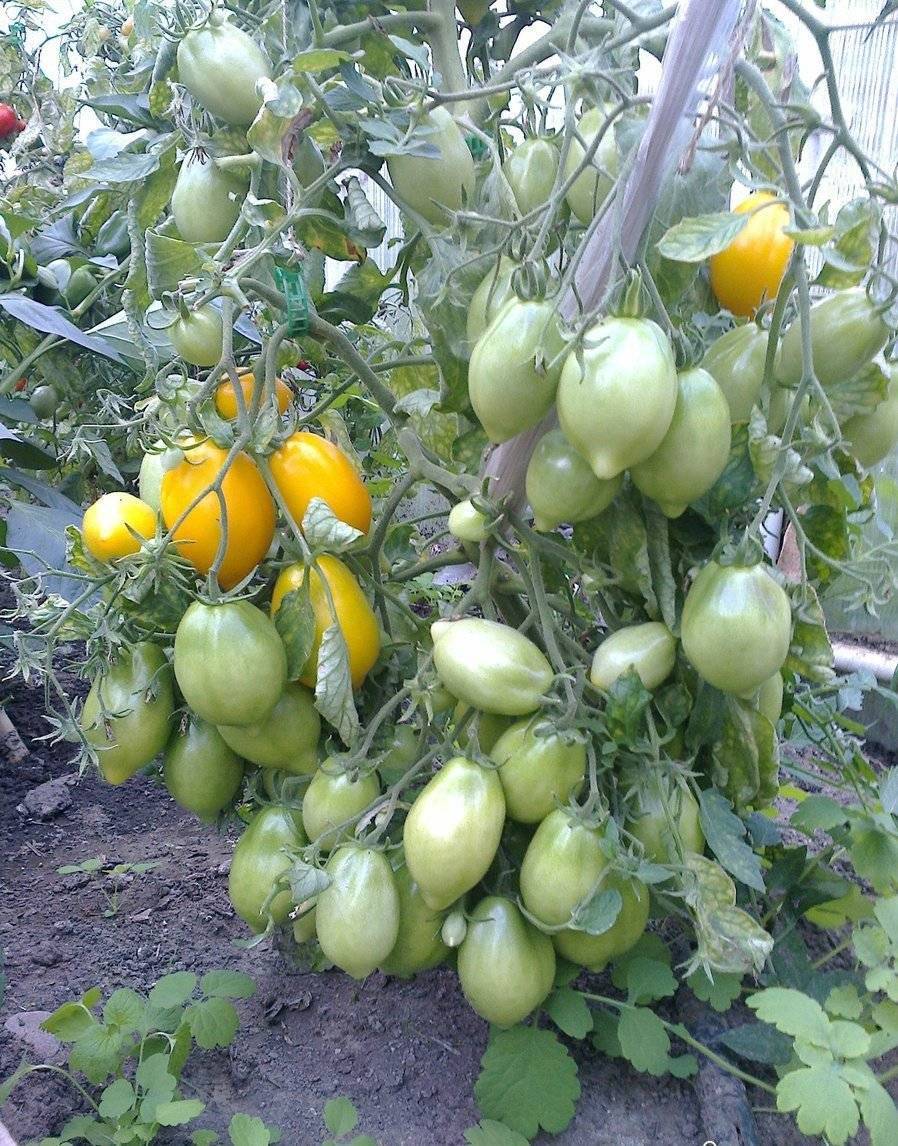 Сорт помидора «чудо земли»: фото, отзывы, описание, характеристика, урожайность