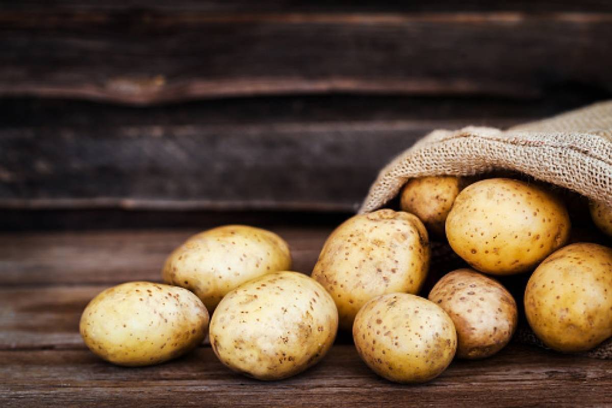 Характеристика сорта картофеля нандина