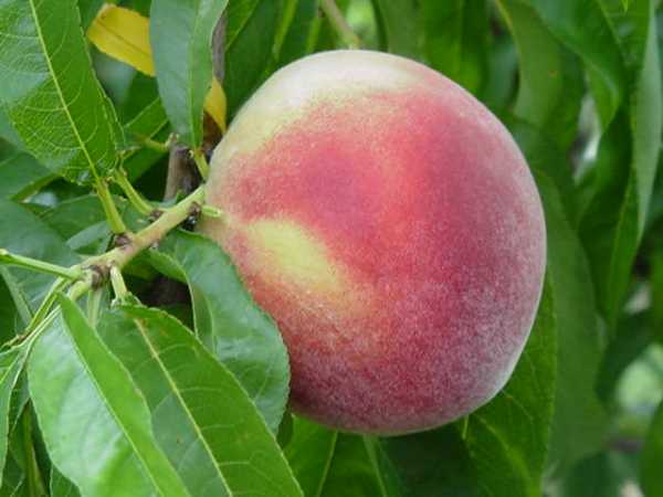 Персик бархатный — описание сорта и отзывы садоводов