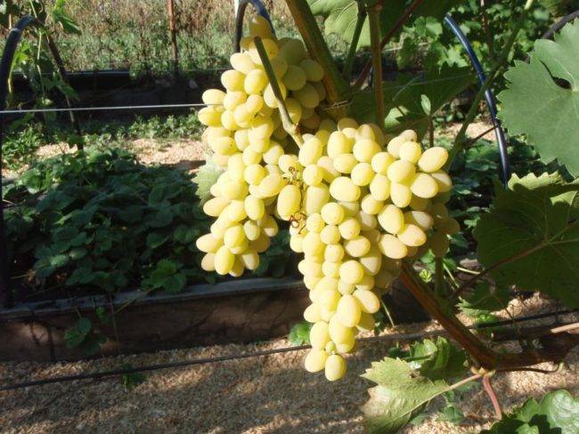 Виноград алтайский белый: описание сорта, фото и отзывы садоводов