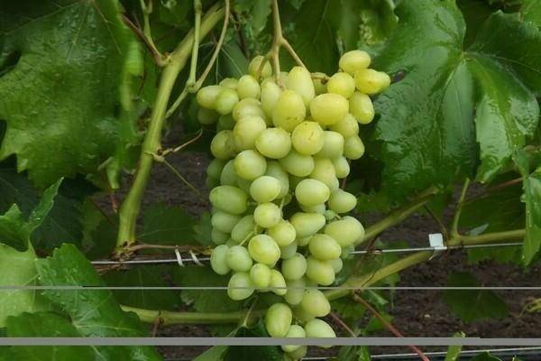 Виноград ландыш — характеристика и описание сорта
