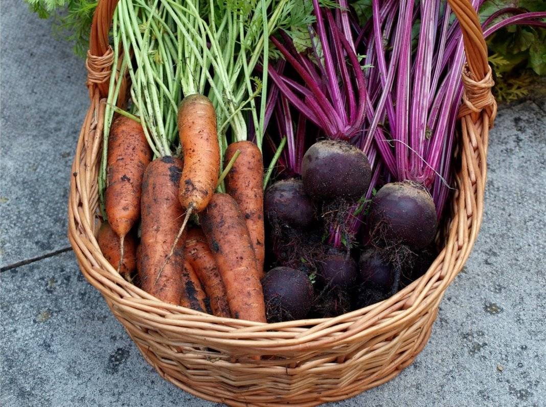 Подкормка моркови и свеклы народными средствами и минералами