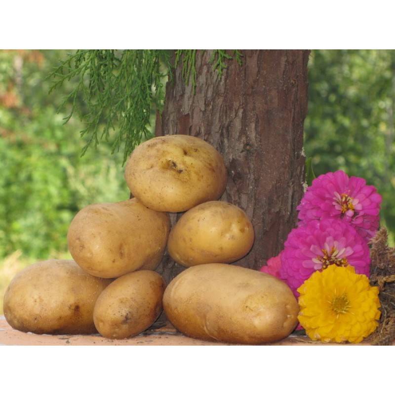 Самый крепкий и выносливый культивар сибирской селекции — картофель югана: описание сорта и отзывы