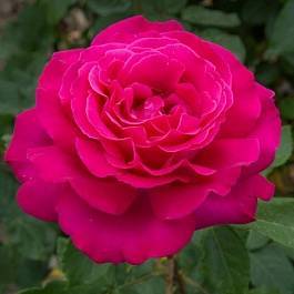 Роза примадонна: нежный акцент садового дизайна с неповторимым ароматом