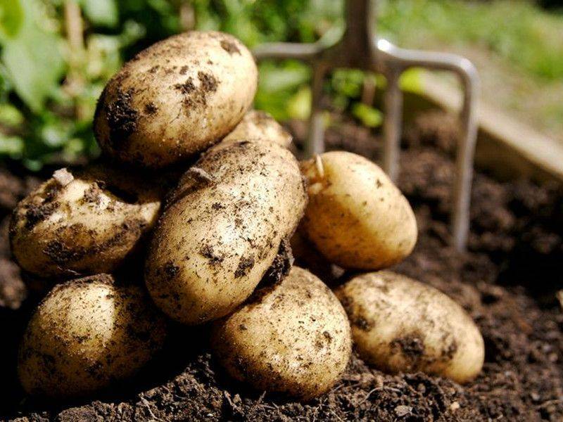 Болезни картофеля: описание с фото, виды, как лечить