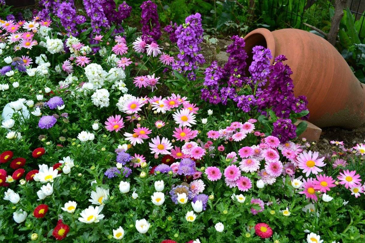 Неприхотливые цветы для сада: долгоцветущие однолетники и многолетники