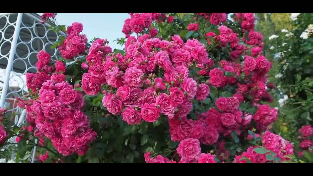 Характеристики плетистой розы сорта флорентина: особенности цветения растения