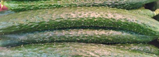 Сорт огурца изумрудный поток: выращивание, посадка и уход, фото