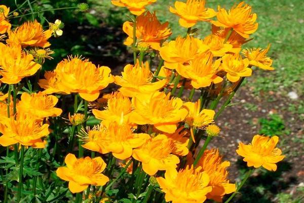 Все о выращивании купальницы: оранжевые, белые, желтые виды садовых цветков