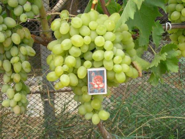 Выносливый и урожайный сорт винограда «подарок запорожью»