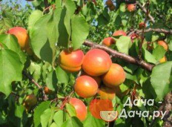 Секреты выращивания абрикосов в сибири