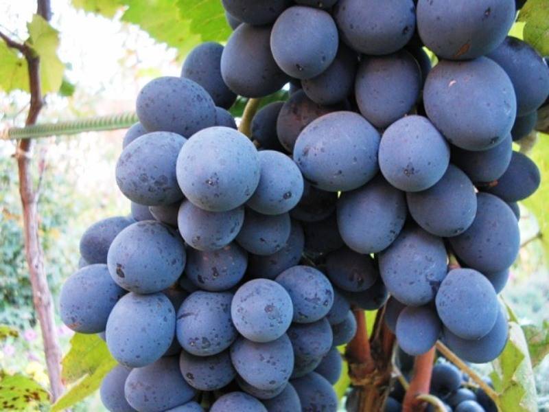 Как вырастить виноград рошфор: описание сорта, правила посадки и ухода