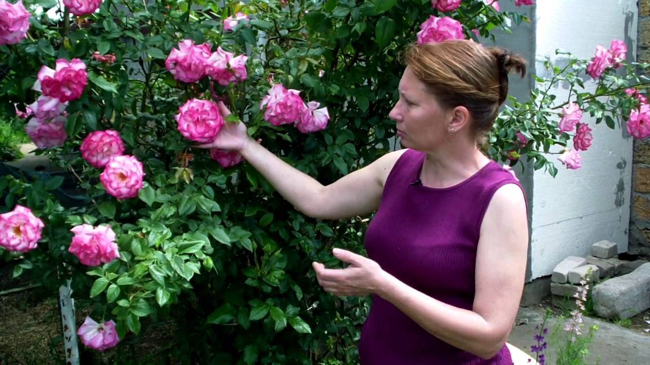 Выращивание плетистых роз: в домашних условиях, из черенков, из семян, когда сажать, сорта, уход