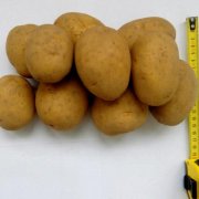 Сорт картофеля "беллароза" – описание и характеристики