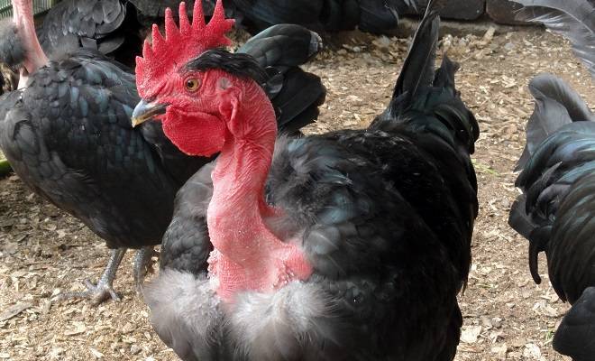Испанка голошейка – уникальная порода кур