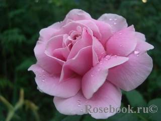 Описание и выращивание роз сорта «алоха»