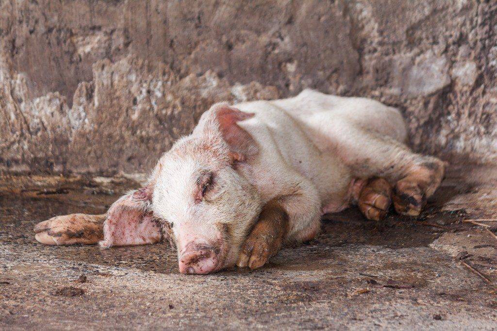 Симптомы, препараты для лечения глистов у свиней, можно ли есть мясо зараженных свиней