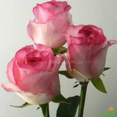 Belle perle – чайно-гибридная роза кремового цвета с розовыми разводами от компании delbard