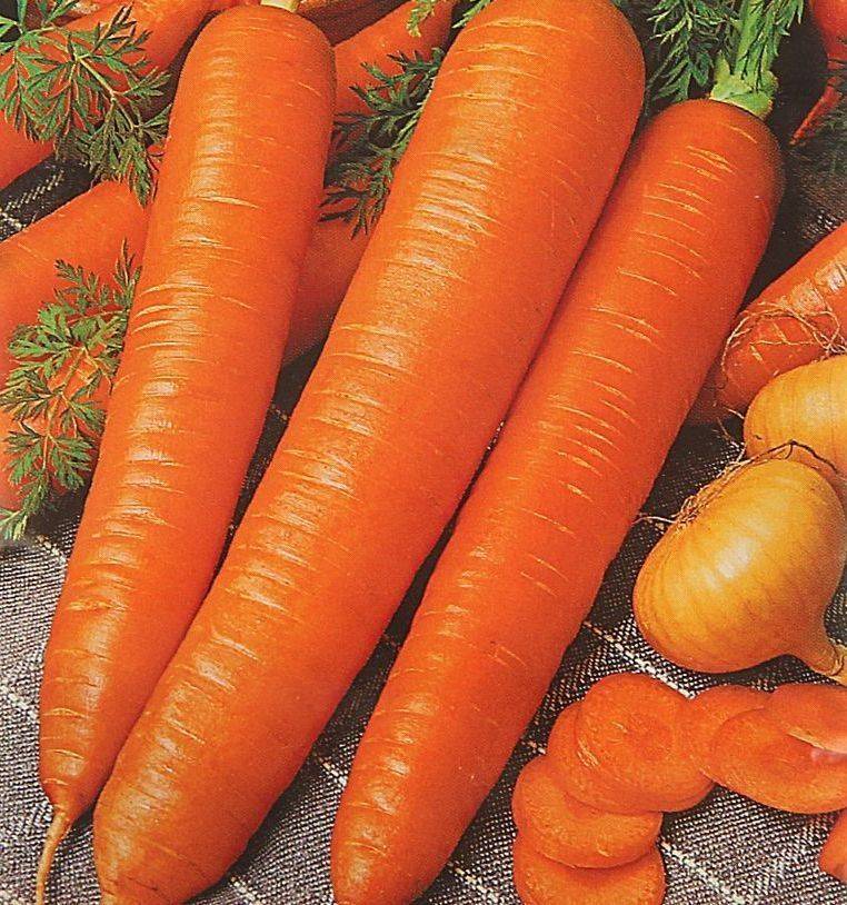 Морковь сластена: отзывы, фото, урожайность
