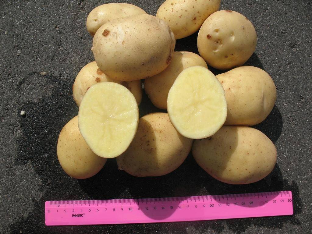 Описание картофеля лабадия: характеристика, фото и отзывы