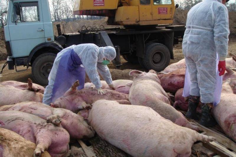Африканская чума свиней – ачс до патогенеза | 
ветеринарная служба владимирской области