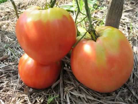 Идеальный для открытого грунта томат «севрюга»: характеристика и описание сорта, фото