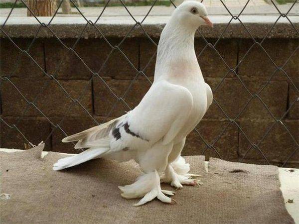 Бойные иранские голуби