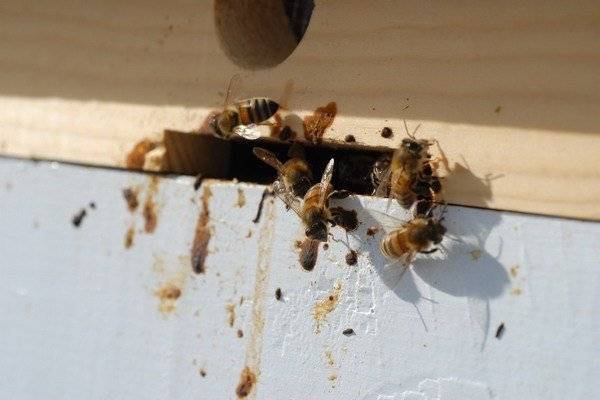 О лекарствах для пчел: аква фло, экопол, дилабик, тимол инструкция по применению