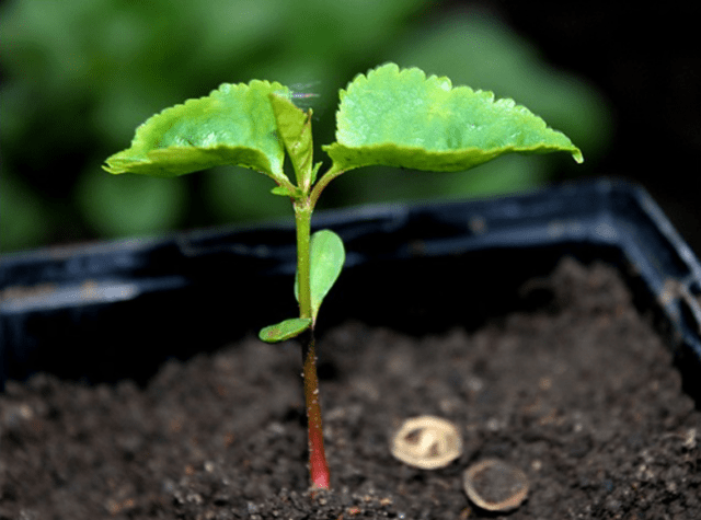 Как самостоятельно вырастить яблоню из семечка