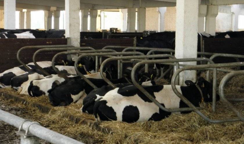 Беспривязное содержание крупного рогатого скота — особенности, содержание на подстилке, цех молочного производства
