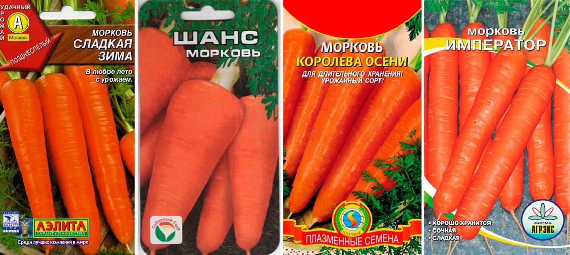 Как хранить морковь на зиму