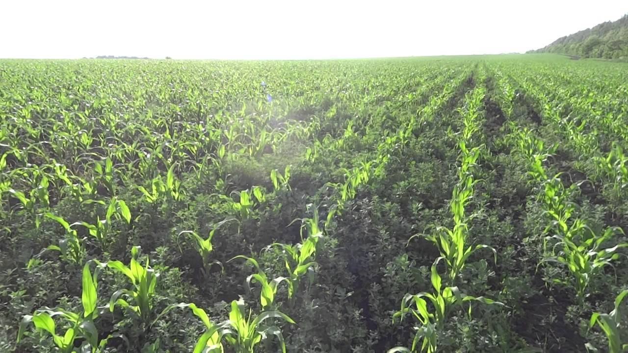 Чувствительность кукурузы к гербицидам
