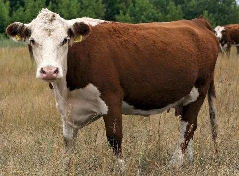 Порода коров герефорд: описание и продуктивность