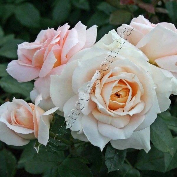 Роза крокус роуз посадка и уход