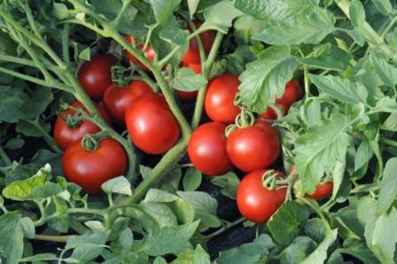 Томат "катя" f1: характеристики и высота куста, описание урожайности сорта, фото-материалы, советы по выращиванию помидор