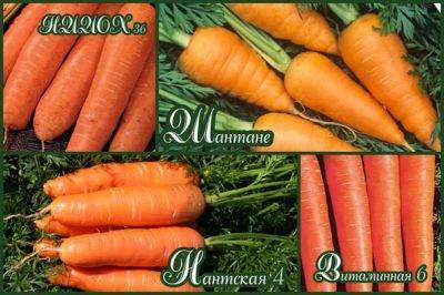 Топ-10 самых сладких и урожайных сортов моркови
