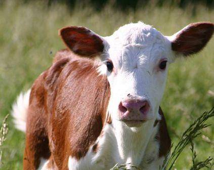 Стимуляторы роста для быков. топ гормональных препаратов для коров