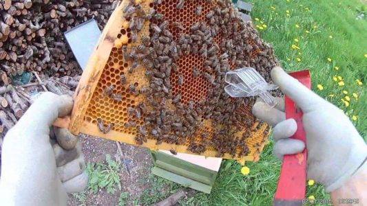 Апимакс для пчел: инструкция и отзывы по применению