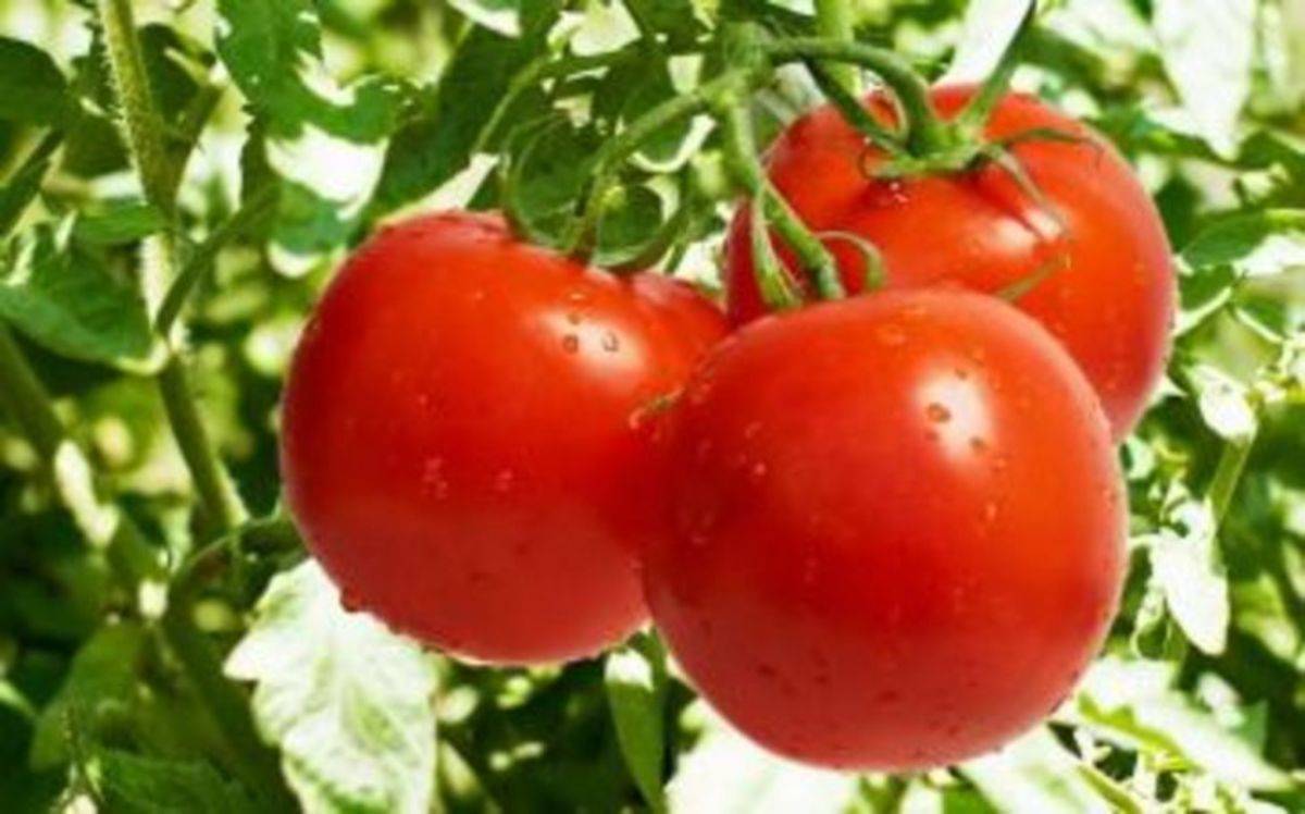 Как правильно пасынковать помидоры: пошаговая инструкция